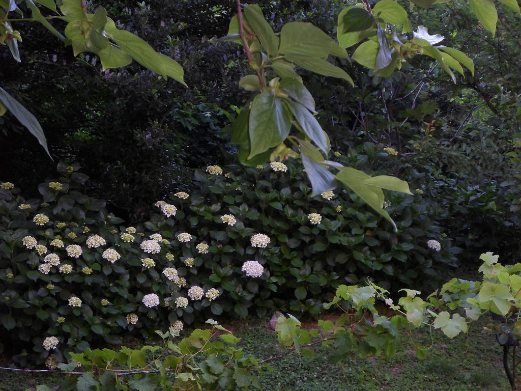 Filoxenia Otel Tsagkarada Dış mekan fotoğraf